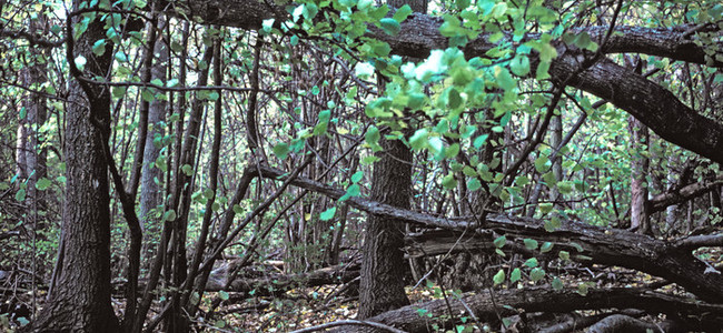 Lövnaturskog.