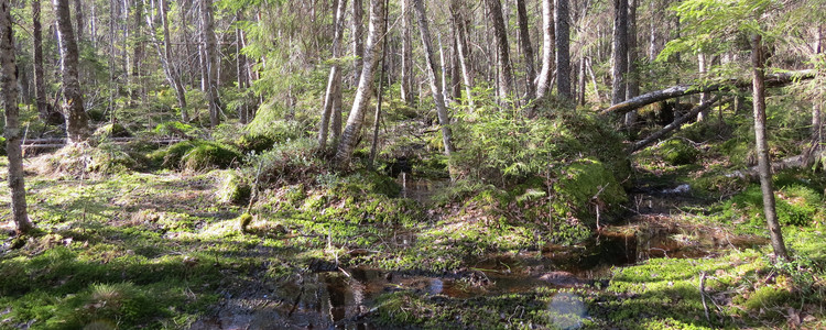 Blandsumpskog.